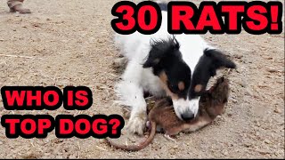 Mink and Dogs DESTROY 30 RATS [upl. by Madella]