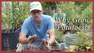 Harvesting Organic Red Potatoes Fabric Pots Make it Easy [upl. by Dougie]