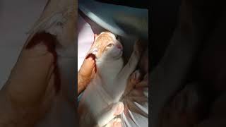 Cut video catlover 😴😴😘ammu thungura Azhagaa paaruga😍😍 [upl. by Roseann]