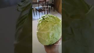 Cabbage Cabbage 🥬🥬 [upl. by Jablon169]