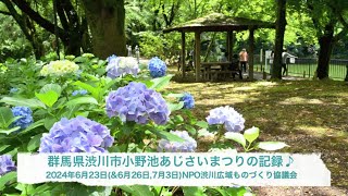 群馬県渋川市小野池あじさいまつりの記録 2024年6月23日（626 amp 73） [upl. by Johiah190]