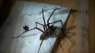 Giant House Spider Handling UK [upl. by Kieger]