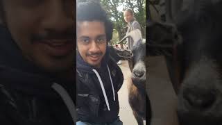 Cheeky Goat Selfie Adventures at a Swedish Zoo shorts sweden zoo [upl. by Onavlis898]