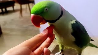 Green ringneck parrot playing and talking parrot peekaboo [upl. by Reffinej]