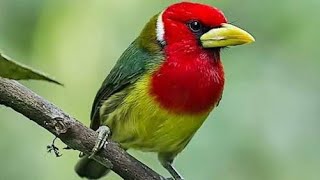 red headed barbet บาร์เบทหัวแดง enjoylife9 [upl. by Ardnos911]