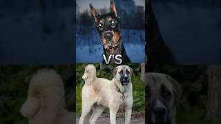 Pitbull VS cane corso Doberman VS Turkishkangal 🤯🤯🤯dog canecorso doberman turkishkangal short [upl. by Carli]