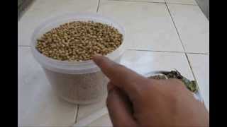 HOW TO MAKE CORIANDER POWDER AT HOME special [upl. by Yelsnia420]