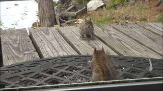 Squirrel Fight May 11 2012 [upl. by Atnomed935]