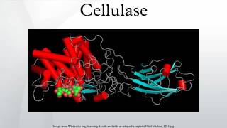 Cellulase [upl. by Adile]