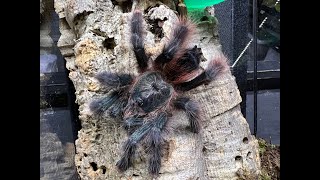 Avicularia braunshauseni  Goliath Pink Toe rehouse and care [upl. by Odetta]