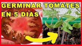 GERMINAR TOMATES EN 5 DIAS  Como Sembrar Tomate Cherry desde Semilla en Casa  VIVIR EN EL CAMPO [upl. by Eilhsa]