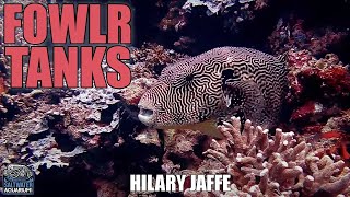 FOWLR Tanks  Fish Only With Live Rock Saltwater Aquariums  Hilary Jaffe [upl. by Iror3]