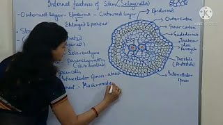 BSc TS of stem Selaginella [upl. by Nhguavaj]