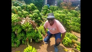 Busy Banana Market in KilimanjaroTanzania [upl. by Renrew]