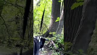 What could be wrong with this log  ASMR Virtual Walk  Hiking with my Dog  No Talking No Music [upl. by Aisatna827]