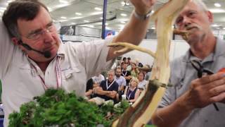 Bonsai demonstration by Tony Tickle [upl. by Luttrell]