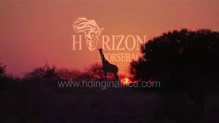 Horse safari in Africa  Horizon Horseback Mashatu Botswana [upl. by Braun]