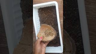 💯🔥quotHow 🤯😱to Grow 🚫⁉️Coriander from Seeds Easy Guide for Beginnersquotorganicgardening shortsfeed [upl. by Arber]