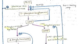 Regulation of Purine Biosynthesis Regulation of Pyrimidine Biosynthesis [upl. by Kremer]