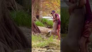 Part 2 ⚡️Man saves drowning deer in san antonio River Texas wildlife gone wild 💥 [upl. by Rocker]