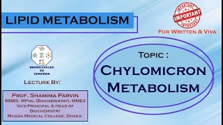 Chylomicron Metabolism  Lipoprotein Metabolism [upl. by Athiste]