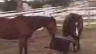 horses fighting at Northern Lodge Thoroughbred Stud [upl. by Coffeng]