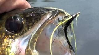 gatineau river walleye gracefield [upl. by Demetre]