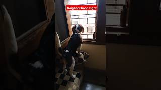 Mylo is enjoying the neighbours fight funny shortsfeed trending viralvideo doglover cute pet [upl. by Constance]