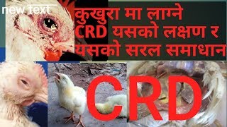 कुखुरा हरू मा लागने CRD रोग र यसको समाधान CRD in poultrylocal kukhura palan [upl. by Gibbons]