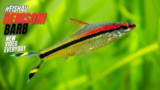 Denisons Barb The Gorgeous Torpedo Barb in Your Aquarium FISH4U [upl. by Melli]