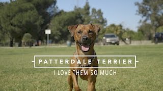 PATTERDALE TERRIERS I LOVE THEM SO MUCH [upl. by Odrahcir]