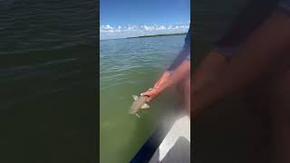 Beautiful redfish crushed a pogey [upl. by Eiznikcm282]