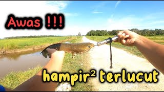 HAMPIR2 SAJA TERLUCUT  HARUAN PARIT MEMANG GANAS casting fishing [upl. by Baillie663]