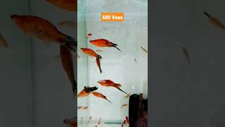 Swordtail fish  molly fish tank shorts swordtail [upl. by Charmain878]