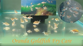 How To Raise Goldfish Babies  Oranda Goldfish Fry Care  Best Food For Goldfish Fry Growth [upl. by Seth]