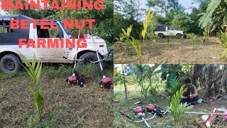 ep7Maintaining my another BETEL NUT farming [upl. by Manchester491]