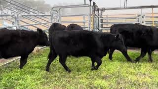 Millah Murrah blood heifers [upl. by Murry]