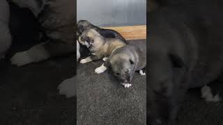 2 week old Agouti husky puppies [upl. by Egni849]