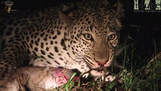 Watch In Awe As A Leopard Devours A Baby Duiker🐆🍼 [upl. by Blisse667]