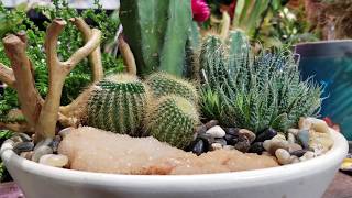 Mini Fairy Desertscape Cactus Planter Blue Torch Cactus San Pedro Cactus [upl. by Carlstrom37]