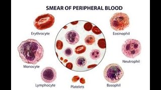 Introduction and Understanding a peripheral blood film PBF or blood smear [upl. by Miru]