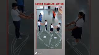 cardio vascular system shorts medical [upl. by Kate]