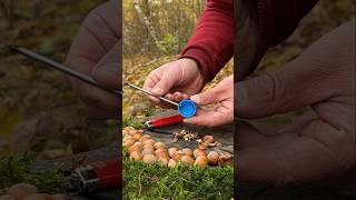 Genius LifeHack for Quick Nut Cleaning with Whole Kernels lifehacks ideas camping [upl. by Arlie]