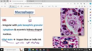 Lecture 6 Connective tissue Histology 1 [upl. by Akcirret441]