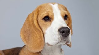 5 Fascinating Facts About Beaglesdogs shorts beagle [upl. by Carissa]