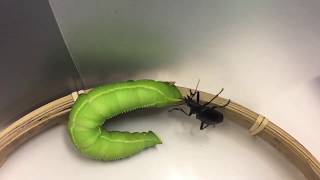 Hornworm counterattacks  オオシモフリスズメ幼虫の反撃行動 [upl. by Noyr]