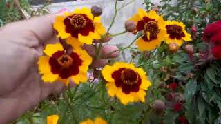 108  COREOPSIS  Grow and care Tinctoria Coreopsis Sand Coreopsis from seeds [upl. by Hurleigh]