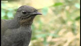 Lyre Bird Impression of a Camera Car Alarm and Chainsaw HD [upl. by Berke]