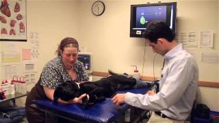 How to use AliveCor Veterinary ECG [upl. by Nonek796]