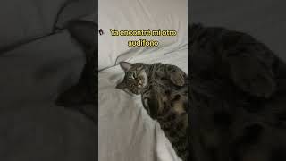 Es broma napoleón esta bien solo es un audio tiene carita de yo no yi humor cat shorts [upl. by Nonnek]